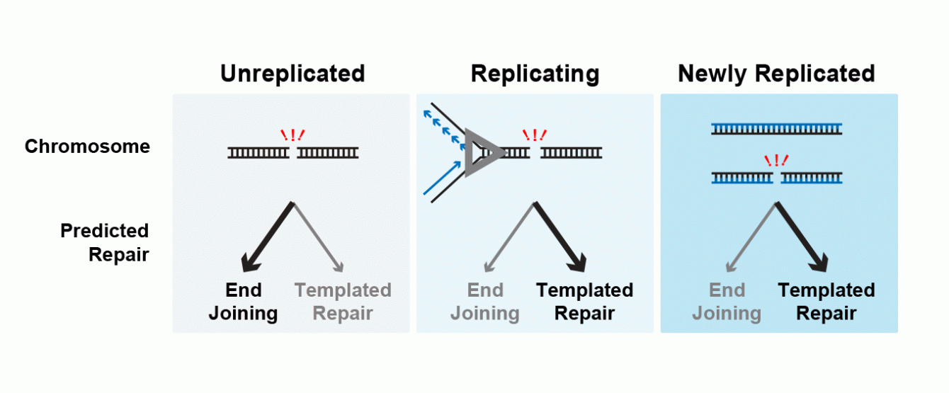 Replication And Repair